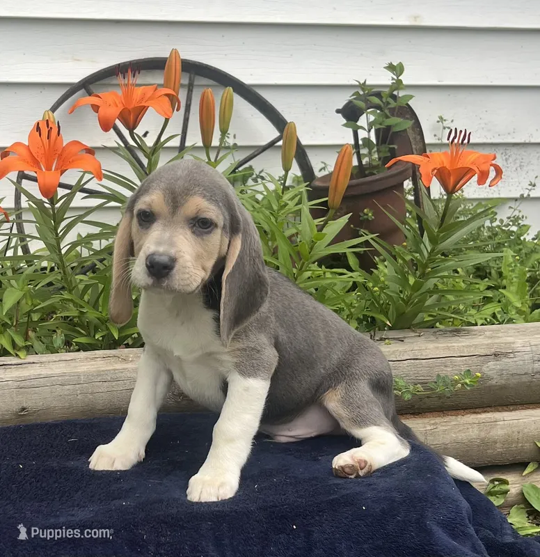 Rambo – Beagle puppy for sale in West Plains, MO