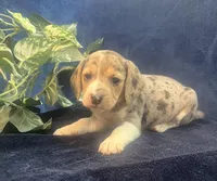 Rex, a male Beagle for sale in West Plains, MO – Photo 5 of 5