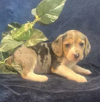 Rex, a male Beagle for sale in West Plains, MO – Photo 4 of 5