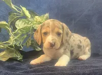 Rex, a male Beagle for sale in West Plains, MO – Photo 2 of 5