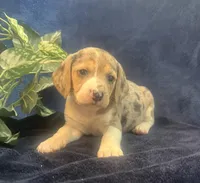 Rex, a male Beagle for sale in West Plains, MO – Photo 3 of 5