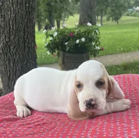 Max, a male Basset Hound for sale in West Plains, MO – 5 of 5