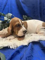 Penny, a female Basset Hound for sale in West Plains, MO – 5 of 7