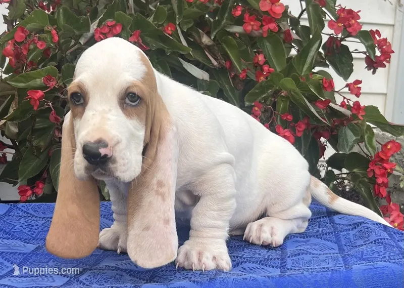 Max – Basset Hound puppy for sale in West Plains, MO