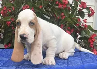 Gus, a male Basset Hound for sale in West Plains, MO – 1 of 5