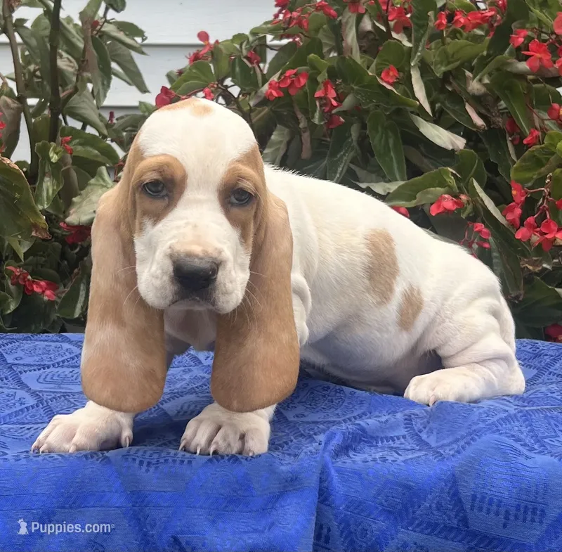 Molly – Basset Hound puppy for sale in West Plains, MO