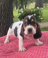 Daisy, a female Basset Hound for sale in West Plains, MO – 2 of 4