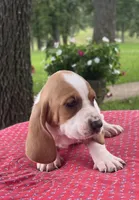 Gus, a male Basset Hound for sale in West Plains, MO – 7 of 7