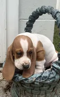 Max , a male Basset Hound for sale in West Plains, MO – 2 of 3