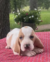 Molly, a female Basset Hound for sale in West Plains, MO – 2 of 5