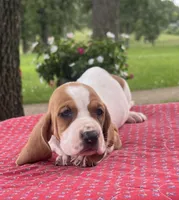 Gus, a male Basset Hound for sale in West Plains, MO – 3 of 7