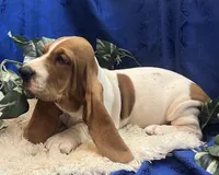 Penny, a female Basset Hound for sale in West Plains, MO – 6 of 7