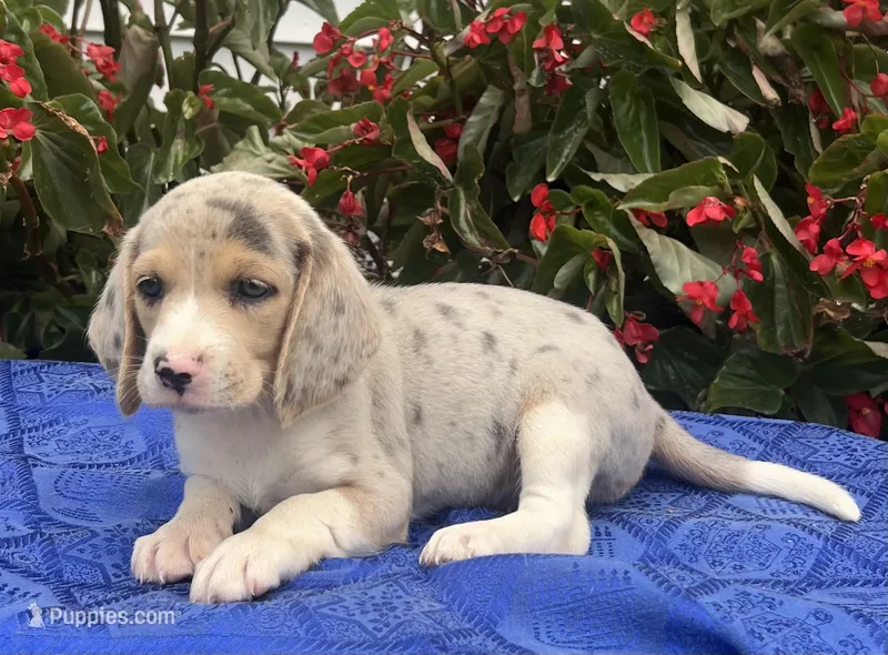 Cash – Beagle puppy for sale in West Plains, MO