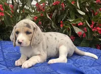 Cash, a male Beagle for sale in West Plains, MO – 1 of 5