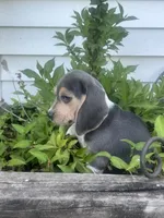 Rambo, a male Beagle for sale in West Plains, MO – 5 of 8