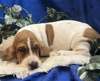 Penny, a female Basset Hound for sale in West Plains, MO – 7 of 7