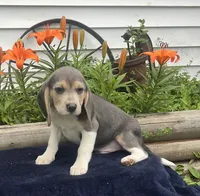 Rambo, a male Beagle for sale in West Plains, MO – 3 of 8