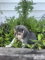 Rambo, a male Beagle for sale in West Plains, MO – 6 of 8