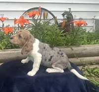 Ella, a female Beagle for sale in West Plains, MO – 8 of 9