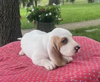 Max, a male Basset Hound for sale in West Plains, MO – 2 of 5