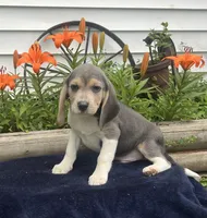 Rambo, a male Beagle for sale in West Plains, MO – 4 of 8