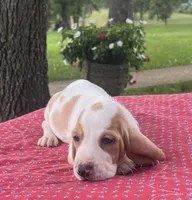 Molly, a female Basset Hound for sale in West Plains, MO – 4 of 5