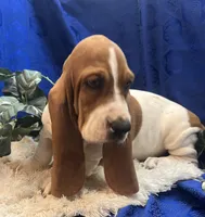 Penny, a female Basset Hound for sale in West Plains, MO – 3 of 7