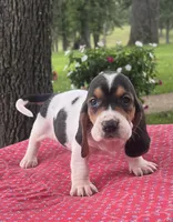Daisy, a female Basset Hound for sale in West Plains, MO – 1 of 4