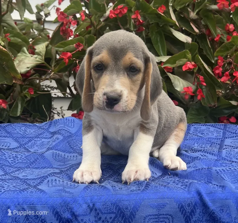 Casey – Beagle puppy for sale in West Plains, MO