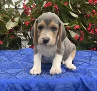 Casey, a male Beagle for sale in West Plains, MO – 1 of 5