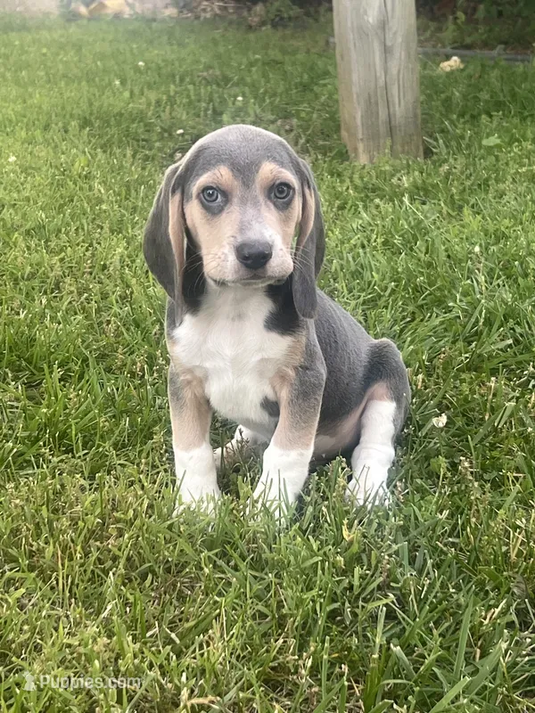 Rocky – Beagle puppy for sale in West Plains, MO