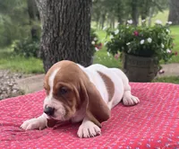 Penny, a female Basset Hound for sale in West Plains, MO – 3 of 5