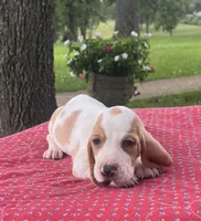 Macy, a female Basset Hound for sale in West Plains, MO – 6 of 6