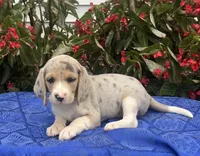Cash, a male Beagle for sale in West Plains, MO – 3 of 5