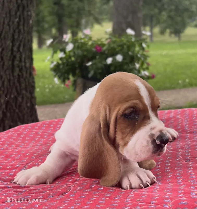 Penny – Basset Hound puppy for sale in West Plains, MO