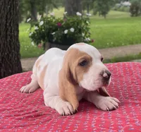 Macy, a female Basset Hound for sale in West Plains, MO – 5 of 6