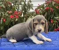 Casey, a male Beagle for sale in West Plains, MO – 4 of 5