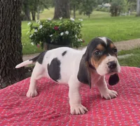 Daisy, a female Basset Hound for sale in West Plains, MO – 4 of 4