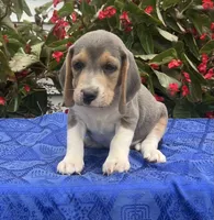 Casey, a male Beagle for sale in West Plains, MO – 2 of 5