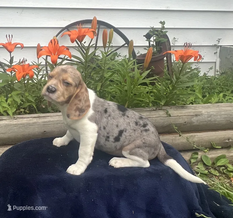 Ella – Beagle puppy for sale in West Plains, MO