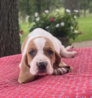Gus, a male Basset Hound for sale in West Plains, MO – 4 of 7