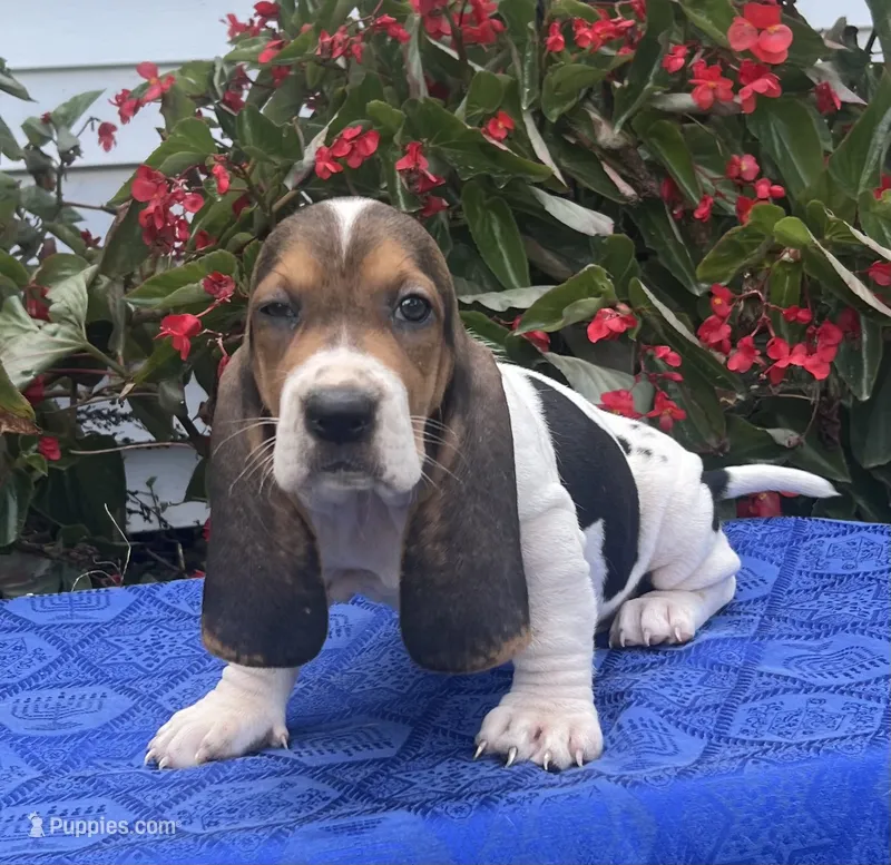 Daisy – Basset Hound puppy for sale in West Plains, MO