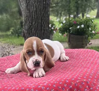 Penny, a female Basset Hound for sale in West Plains, MO – 4 of 5