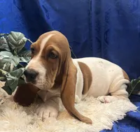 Penny, a female Basset Hound for sale in West Plains, MO – 4 of 7