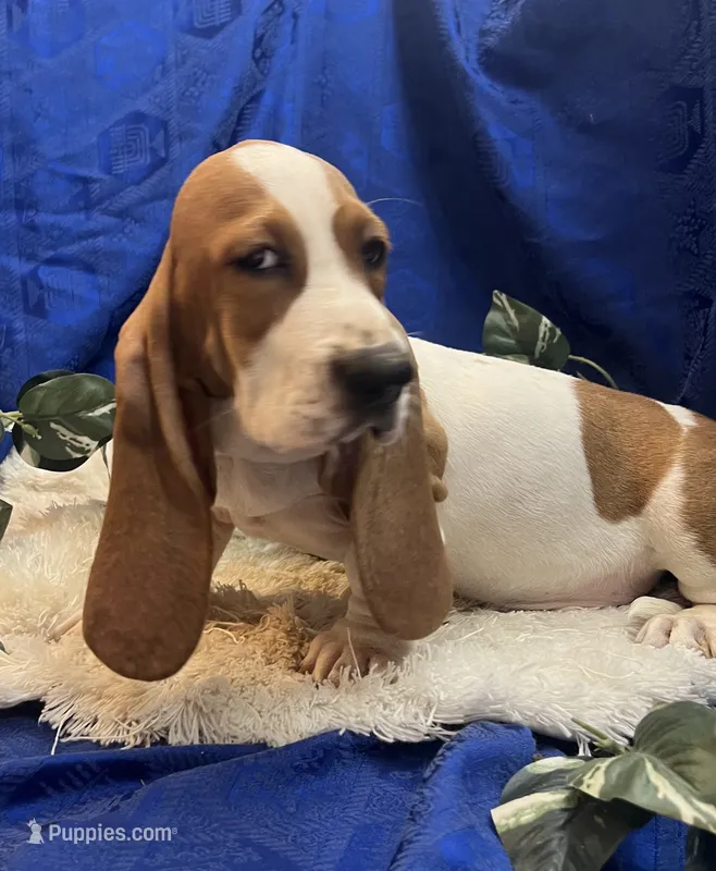 Max  – Basset Hound puppy for sale in West Plains, MO