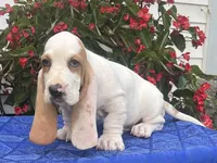 Gus, a male Basset Hound for sale in West Plains, MO – 2 of 5