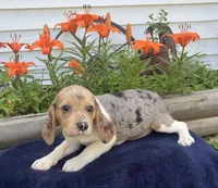 Ella, a female Beagle for sale in West Plains, MO – 9 of 9