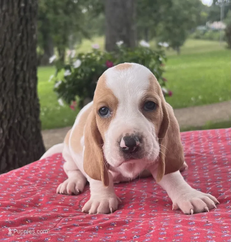 Molly – Basset Hound puppy for sale in West Plains, MO