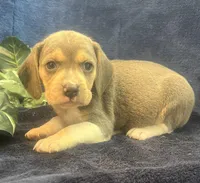 Rambo, a male Beagle for sale in West Plains, MO – Photo 5 of 5