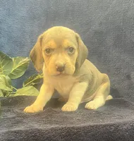 Rambo, a male Beagle for sale in West Plains, MO – Photo 4 of 5